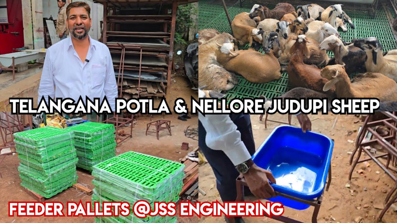 Telangana potla & Nellore judupi sheeps available in Hyderabad at JSS engineering | 🐐 feeders in Hyd