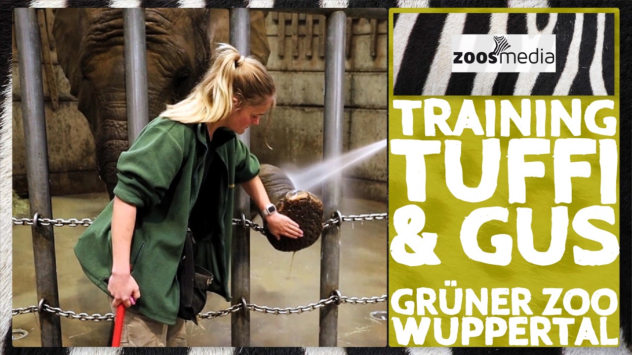 Zoo Wuppertal: Elefanten TUFFI & GUS beim Training | zoos.media