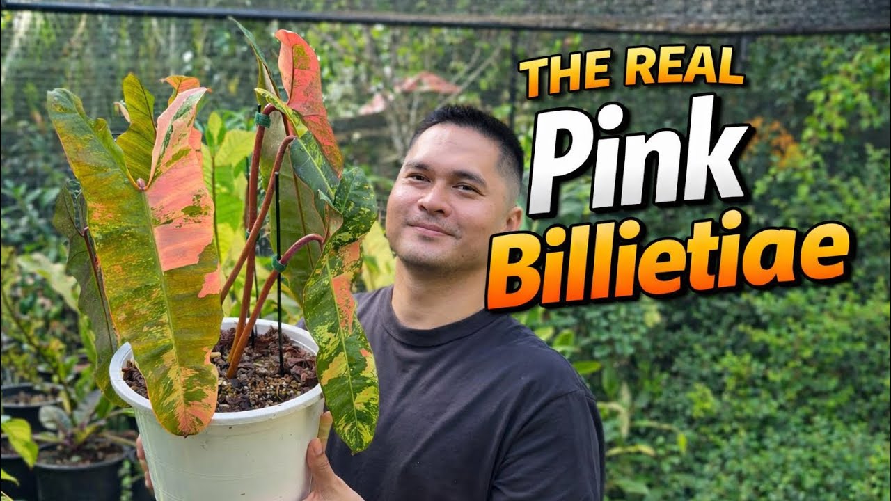 The Real Pink Billietiae (in Filipino)