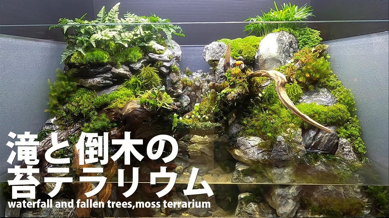 滝と倒木の風景を作る(苔テラリウム)
