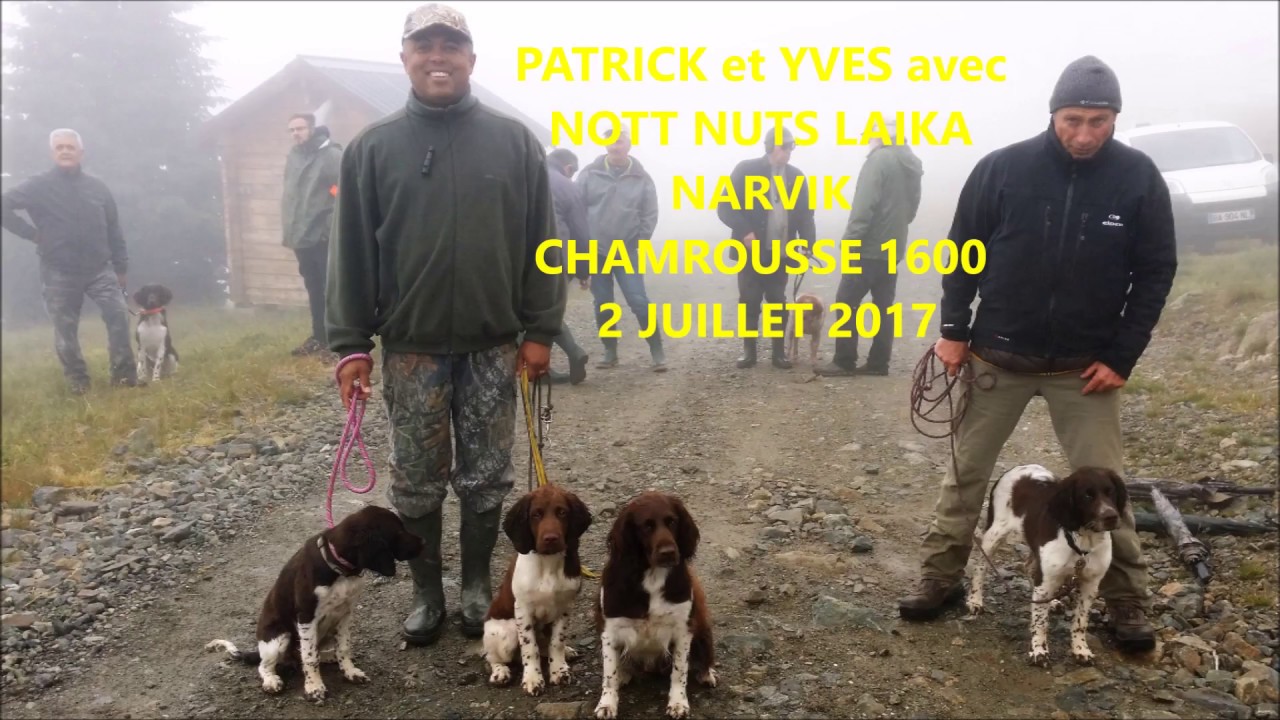 PETITS MUNSTERLANDER PORTEE DE LAIKA DU CLOS DES RENARDS ET JULES DE WACOURT SEMAINE 10