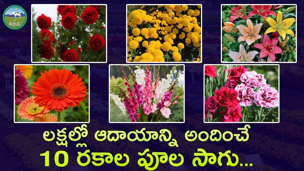 9 Most Profitable Flower Farming Business in India | Vyavasayam | Agriculture In Telugu | Jai Kisan