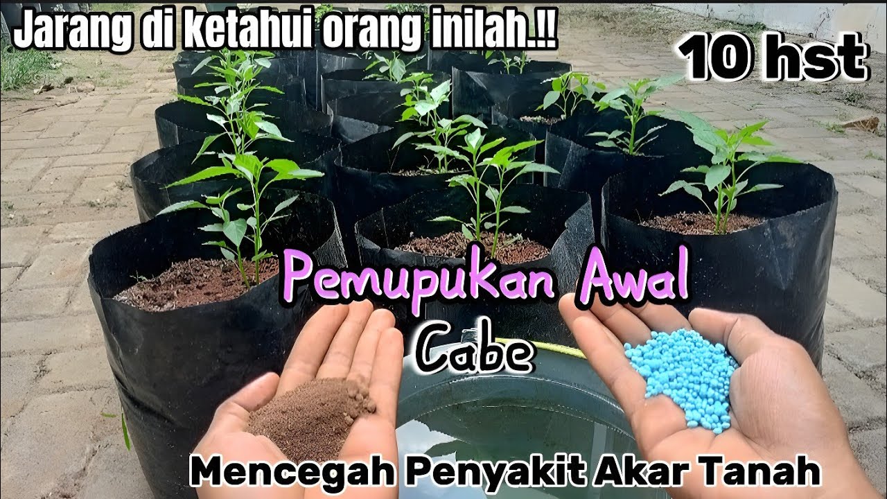 Cara pemupukan cabe rawit setelah tanam di polybag | Cegah layu Fusarium di usia dini
