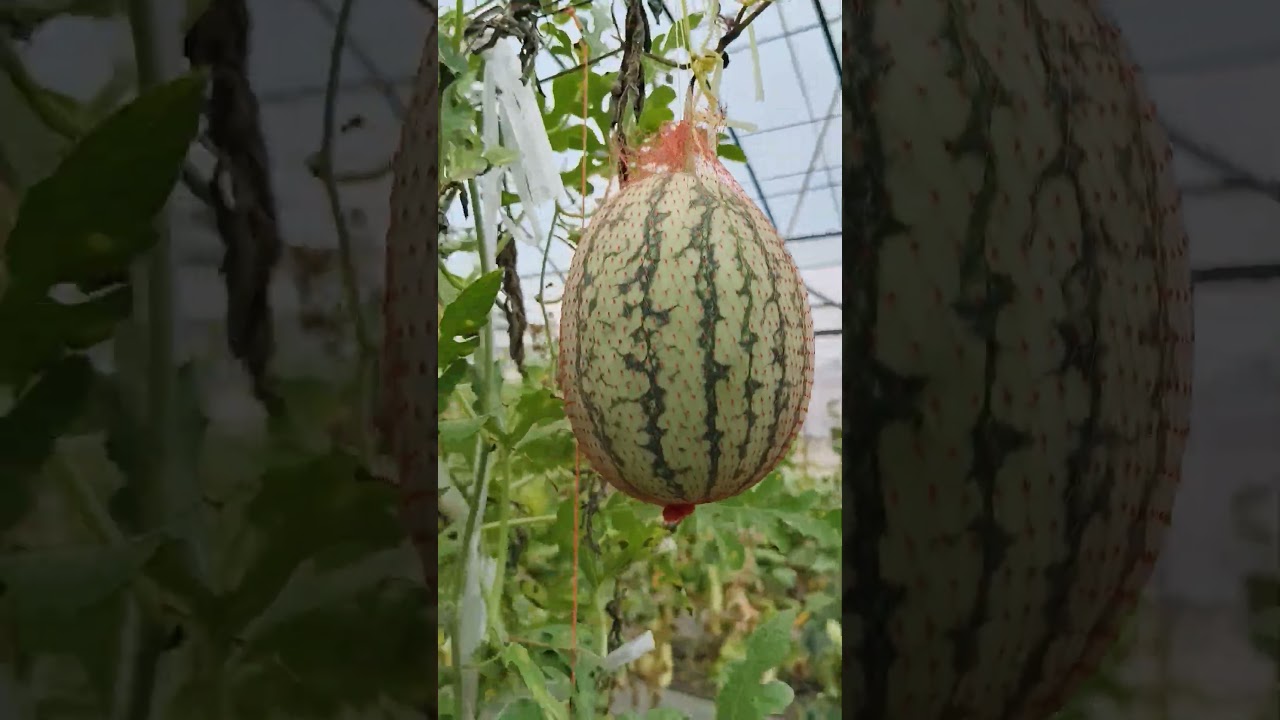 Watermelon Citron Melon Growing in Greenhouse | Net Supported Fodder Melon Farming