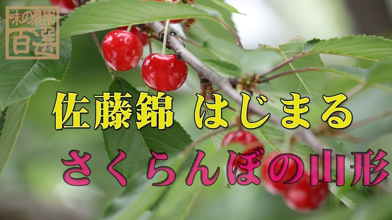 pickng sakuranbo in yamagata　佐藤錦 さくらんぼ