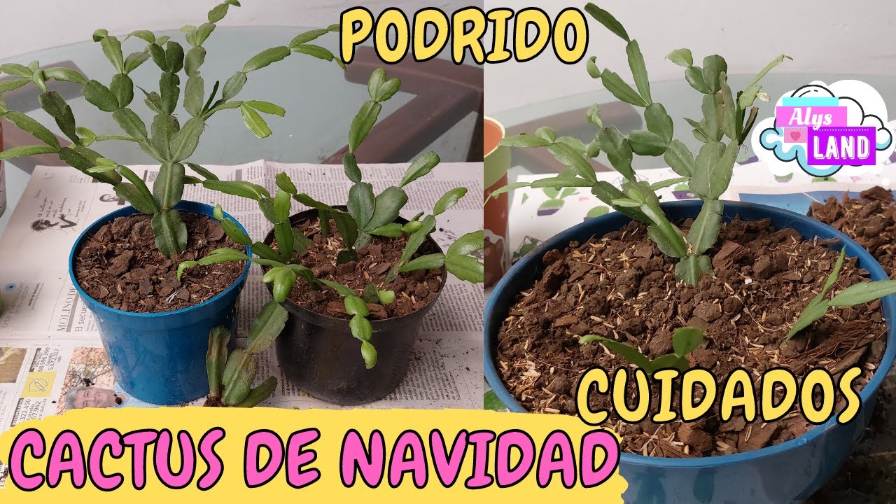 COMO SALVAR UN CACTUS DE NAVIDAD DE LA PUDRICIÓN, TODO SOBRE SUS CUIDADOS| AlysLand