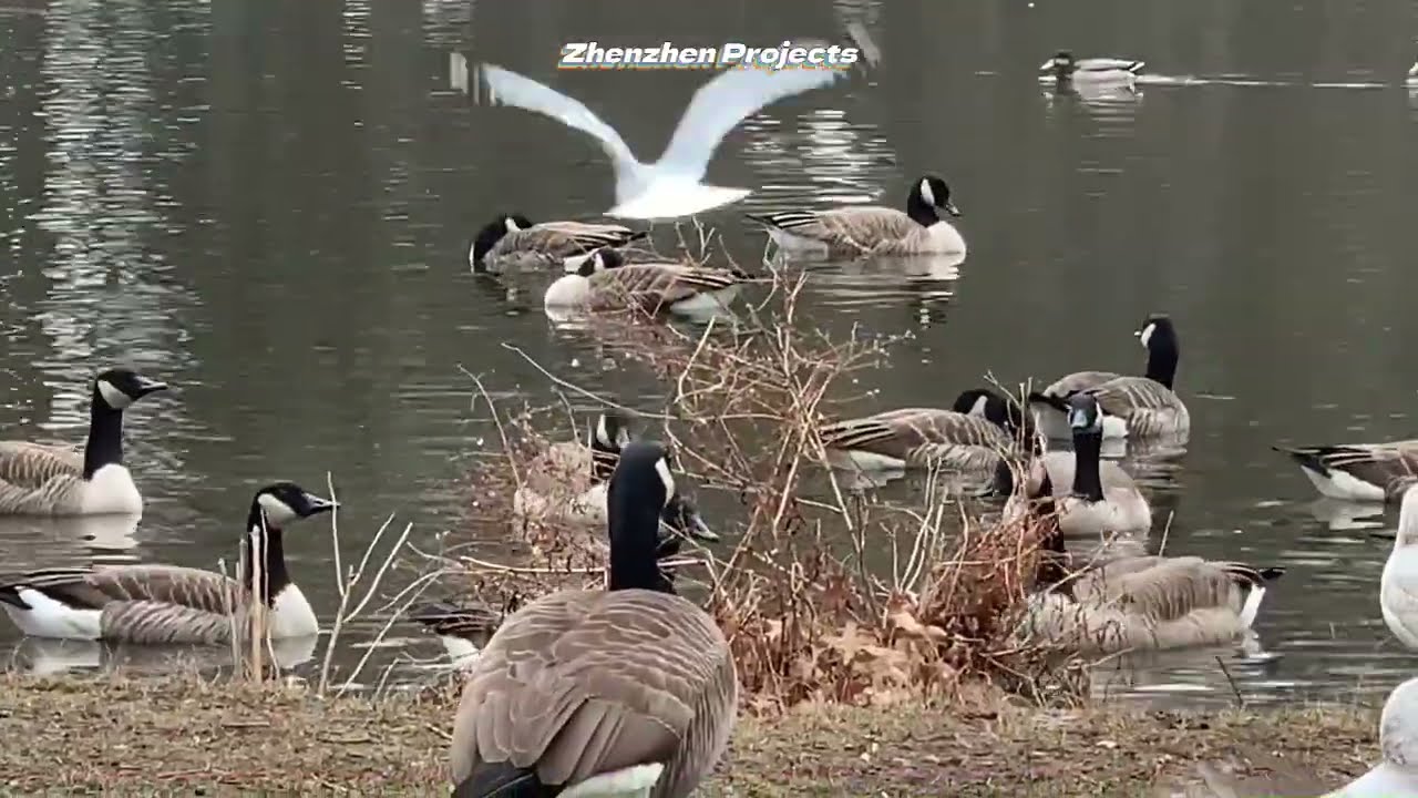 The wondrous natural world 4  #Geese #Duck #Seagull #ZhenzhenProjects