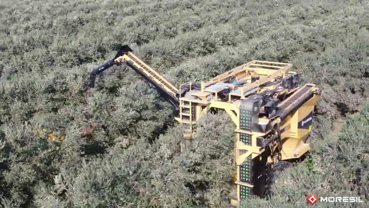 Cosechadora de aceitunas VS+ | Olivar superintensivo | Recolteuse d'Olives | Olive harvester