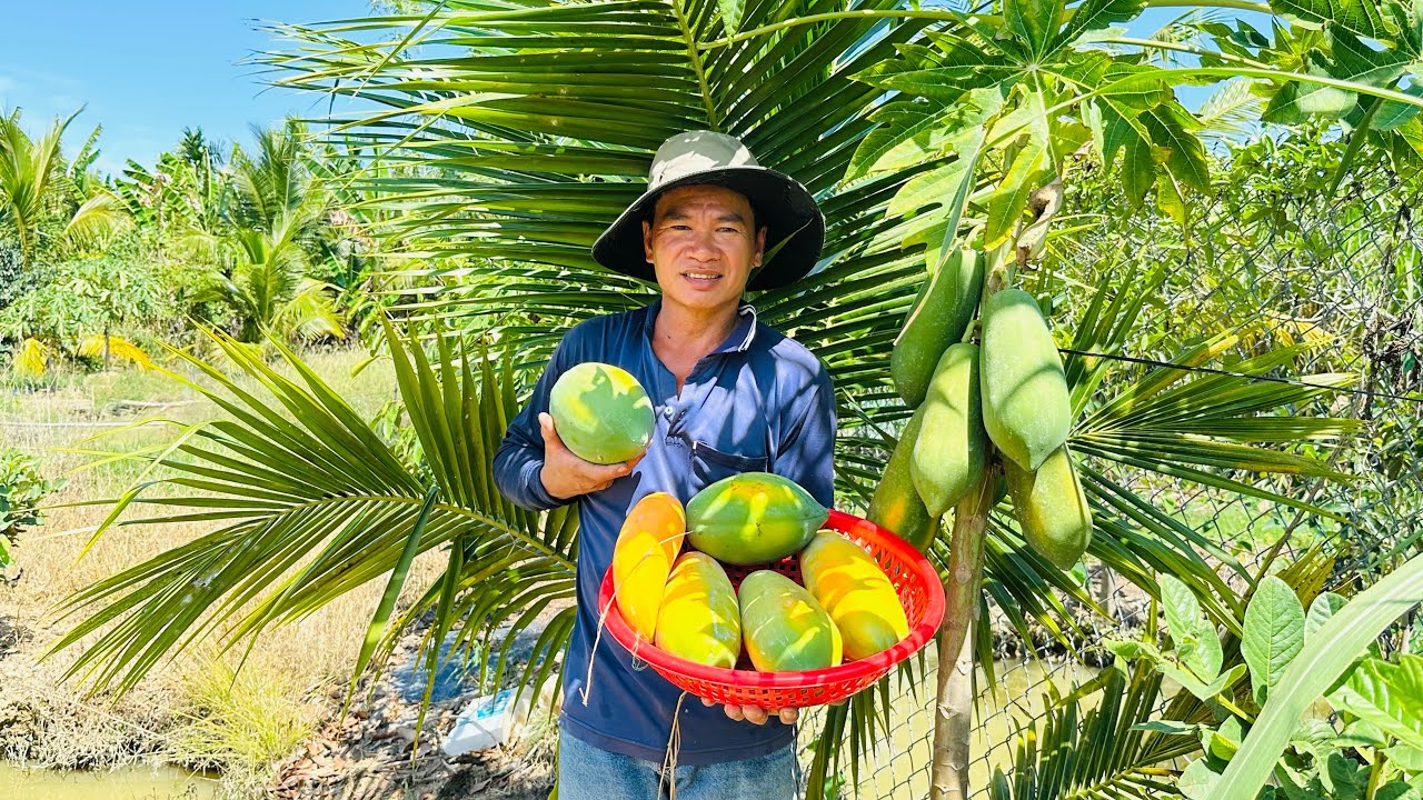 Dọn Xung Quanh Vườn Bất Ngờ Đu Đủ Chín Nhiều Và Mận Ra Bông Hơn Mong Đợi | Hương Trúc Miệt Vườn