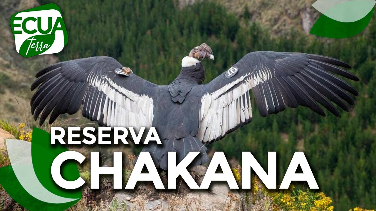 Ecuaterra🌱 | Reserva Chakana: Mega volcán que se convirtió en hogar del 30% de cóndores del Ecuador