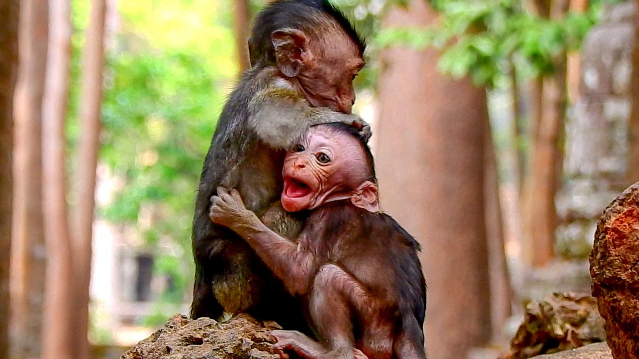 Poor baby monkey just needs his friend to carry walk because mother monkey doesn`t care his calling.
