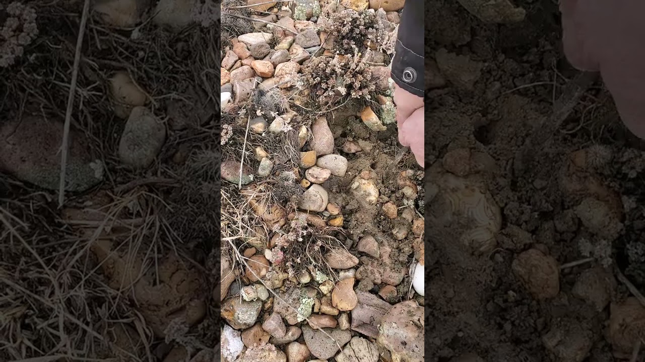 Unreal Fairburn agate Find!!!!!