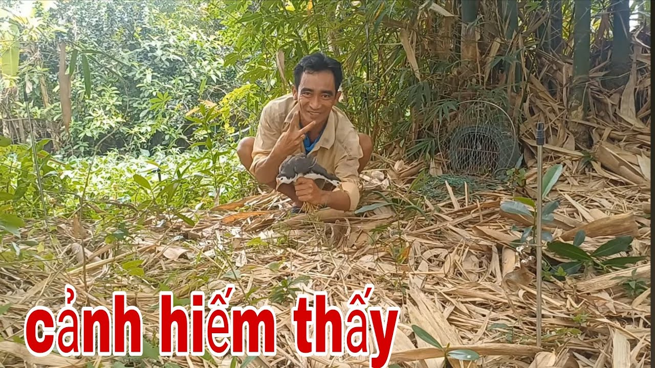 Cảnh Hiếm Thấy Khi Bẫy Quốc , Dính Cùng Lúc 2 Con Quá Đã # SĂN BẮT ĐỒNG THÁP #