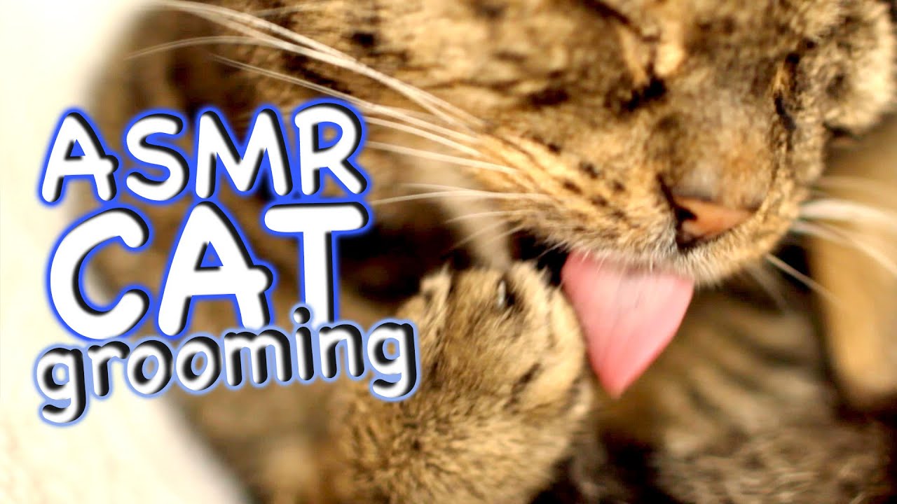ASMR Cat - Grooming #34