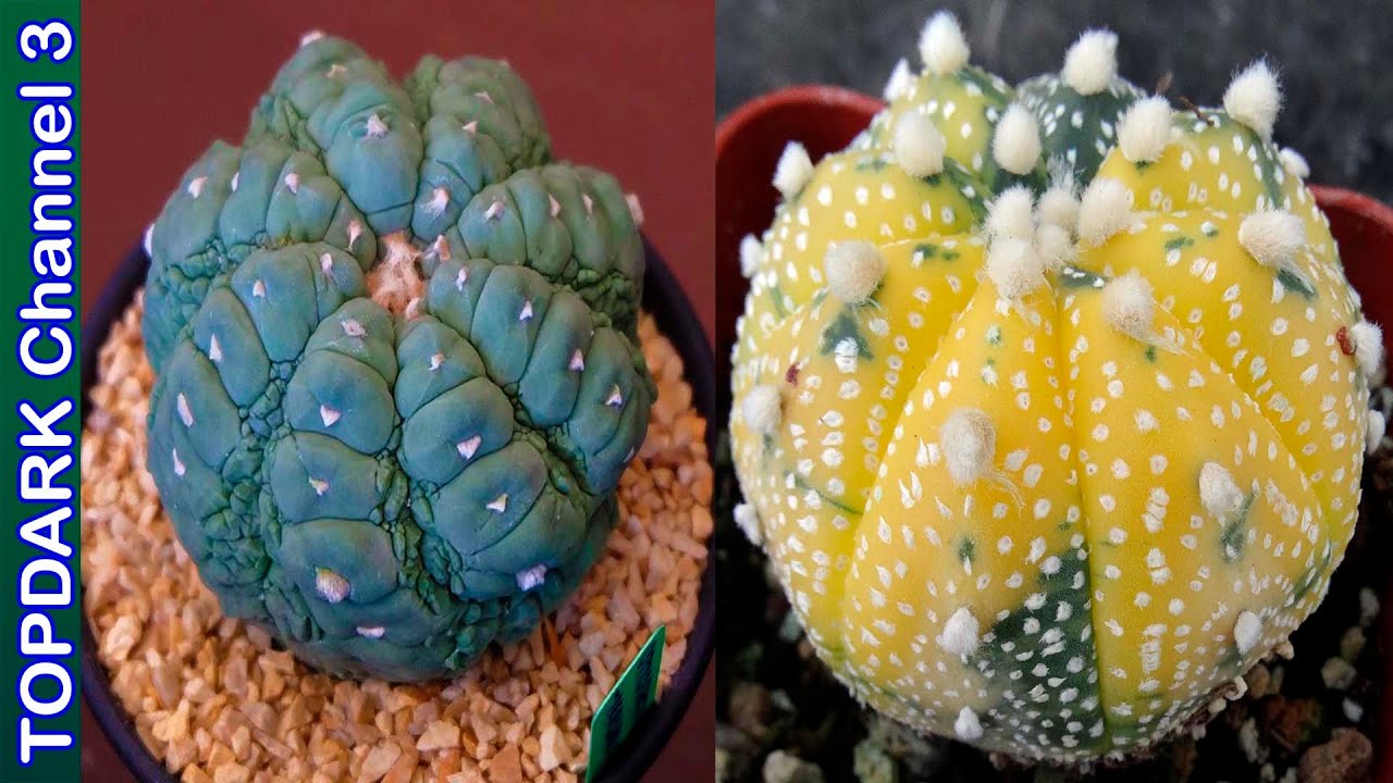10 Variedades increíbles de Astrophytum