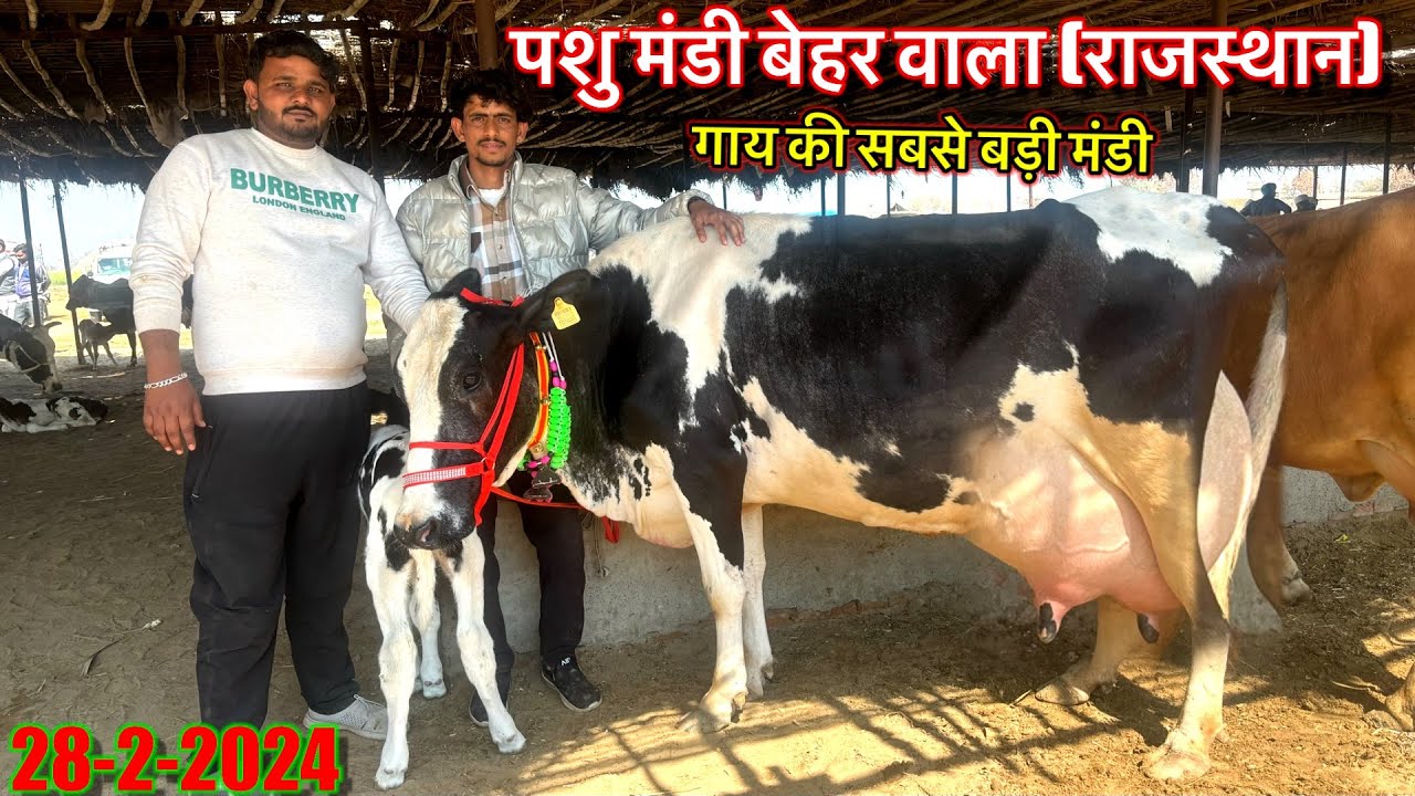 28-2-2024 पशु मंडी बेहर वाला राजस्थान ॥ pashu Mandi behar wala @hamarapashudhan