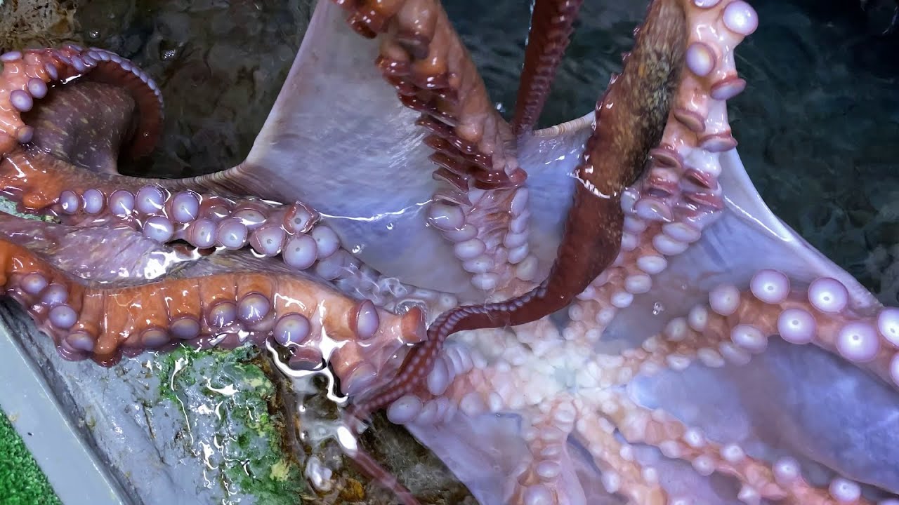 Octopus Painting! | Toledo Zoo