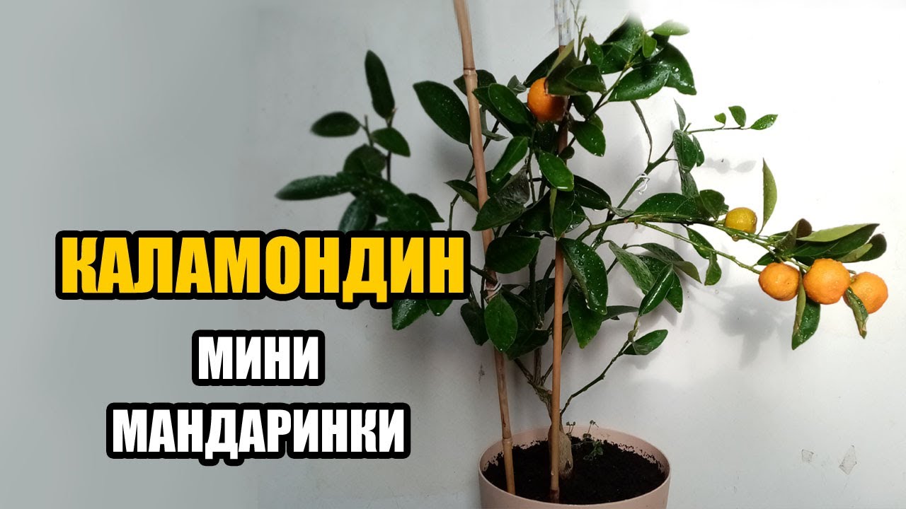 Домашний мандарин каламандин. Дигустация урожая цитрофортунеллы мини мандаринки