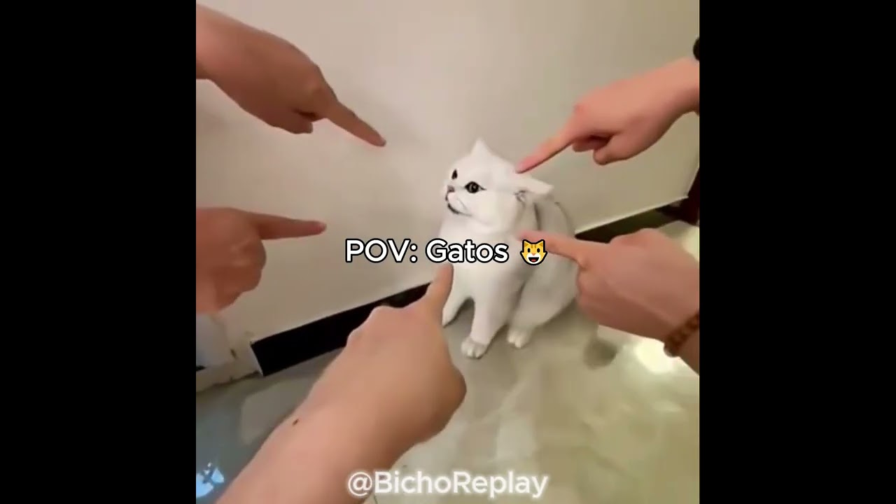 POV: GATOS 😺😹 | Parte 15