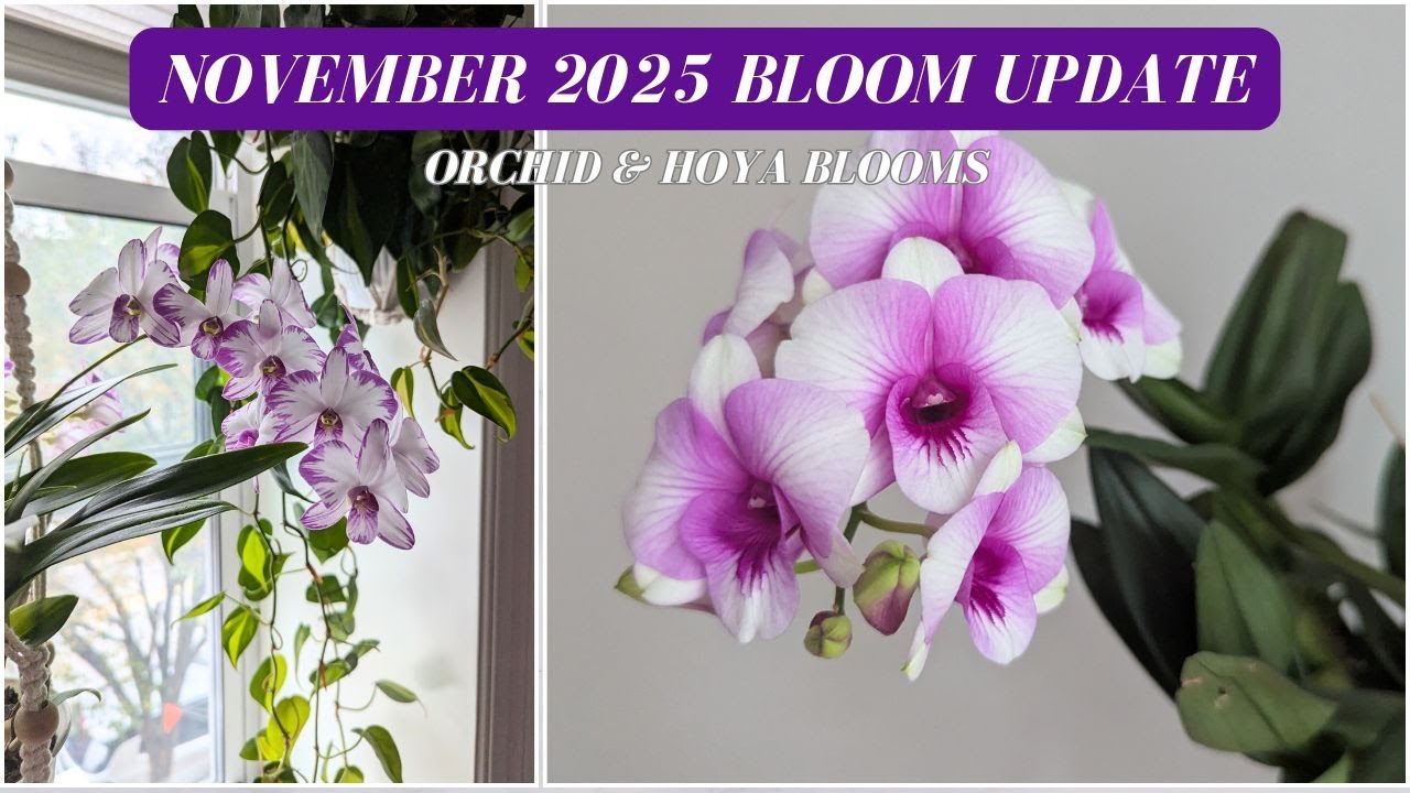 Обновление орхидей и жёлтых цветов за ноябрь 2025 г. 🌸 | Сезон дендробиума