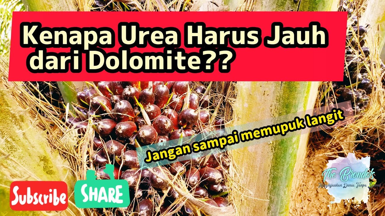 Alasan Pemupukan Urea Harus Jauh dari Dolomite