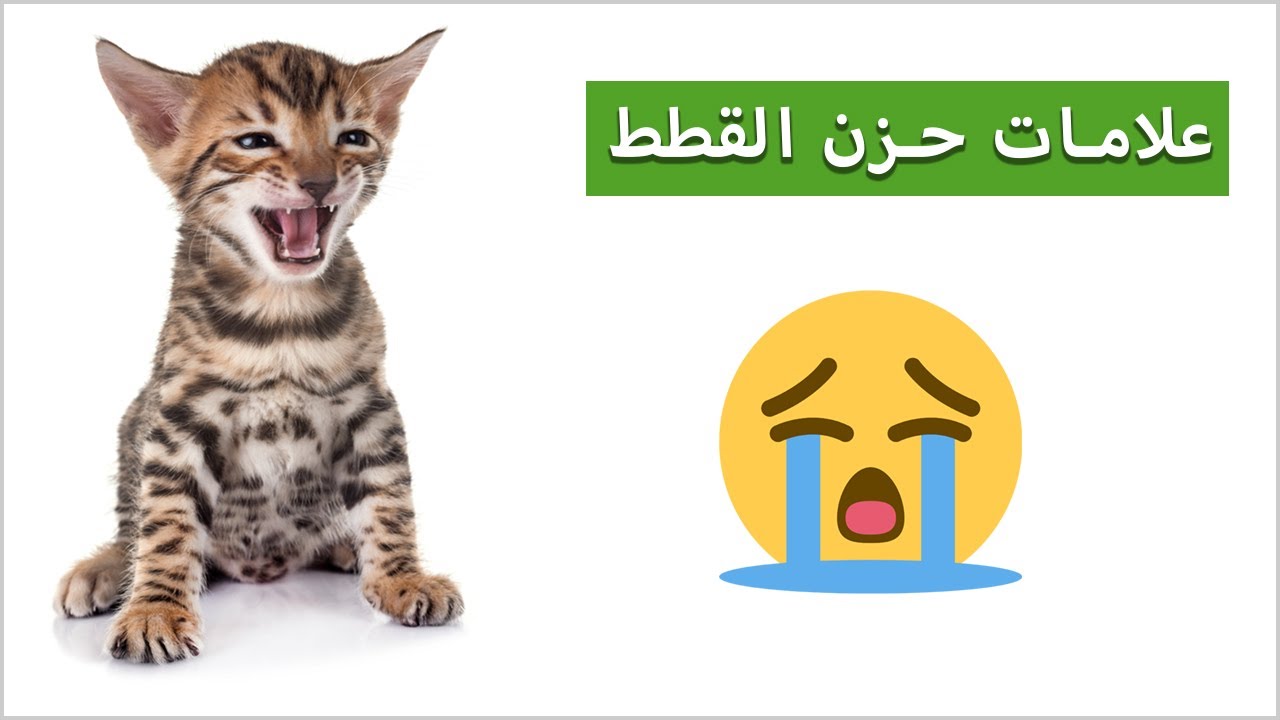 10 علامات تدل على أن قطك حزين جدا
