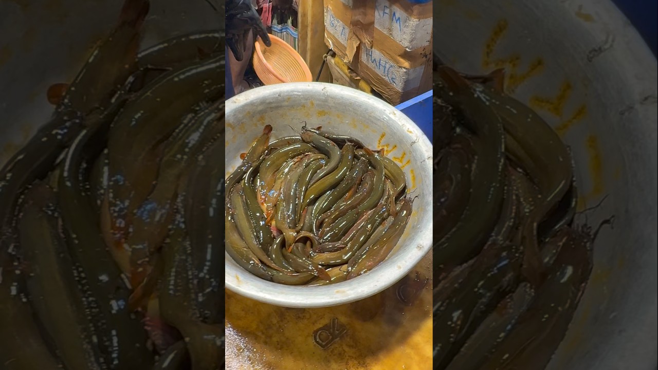 Market se aj Chun chun ke aisa aisa machli laaya 😍🐠 #minivlog #dailyvlog #shorts #vlogs