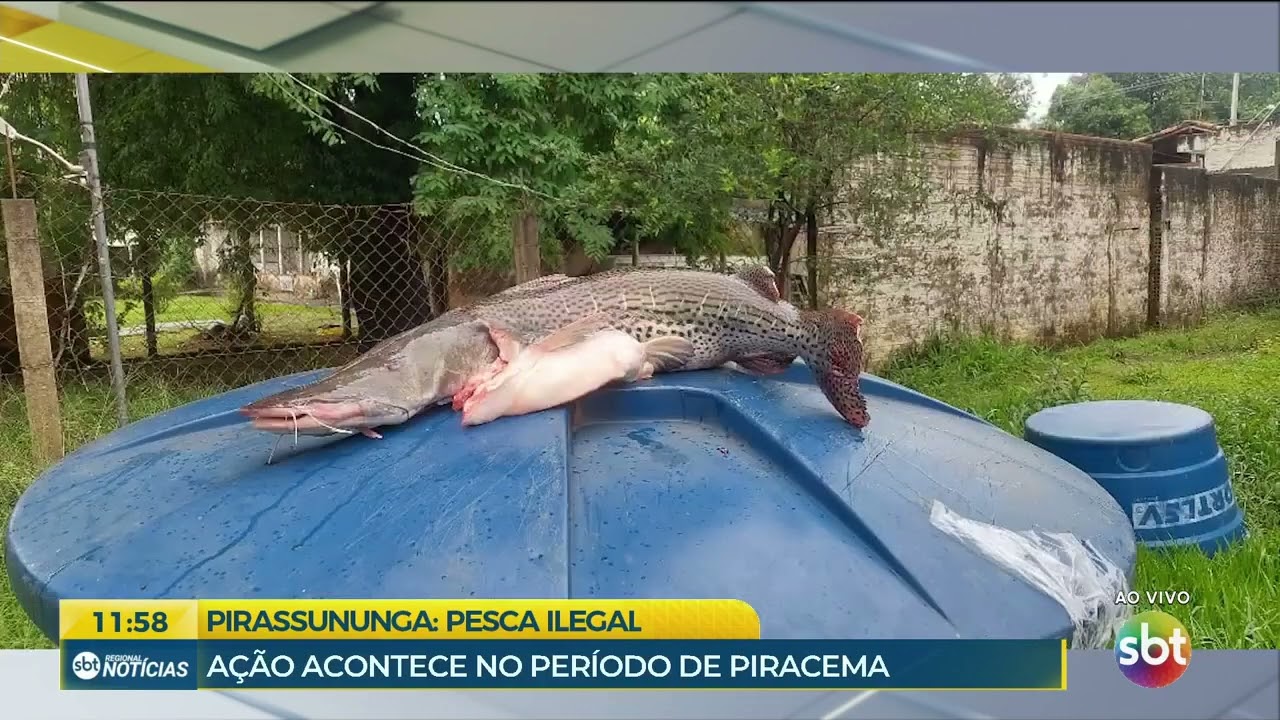 PESCA ILEGAL ENTRE PORTO FERREIRA E PIRASSUNUNGA 