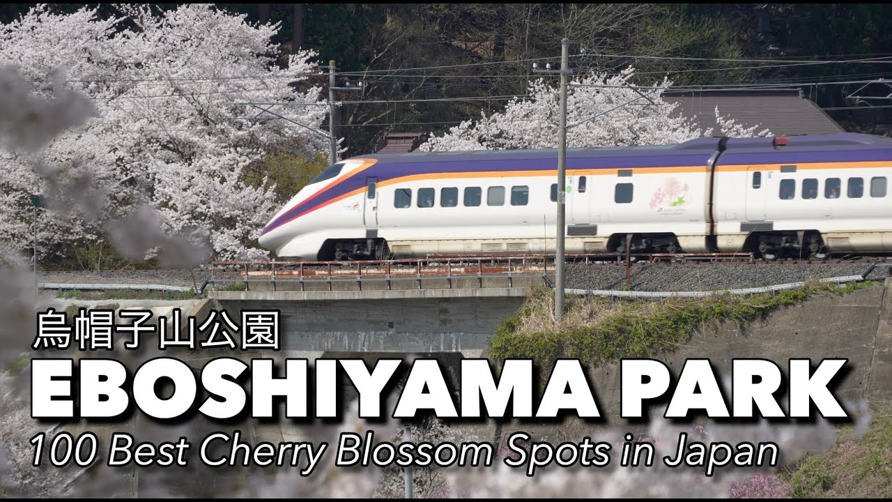 Eboshiyama Park 烏帽子山公園 Yamagata | Japan’s 100 Best Cherry Blossom Spots