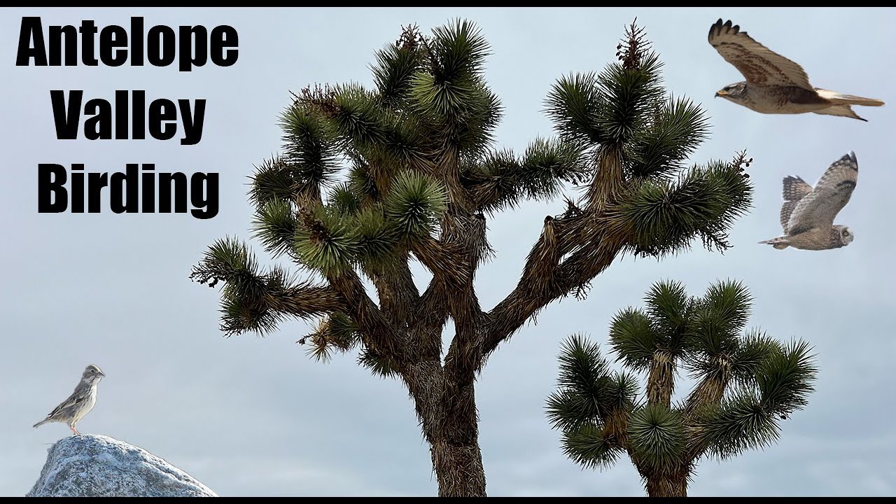 Antelope Valley Birding