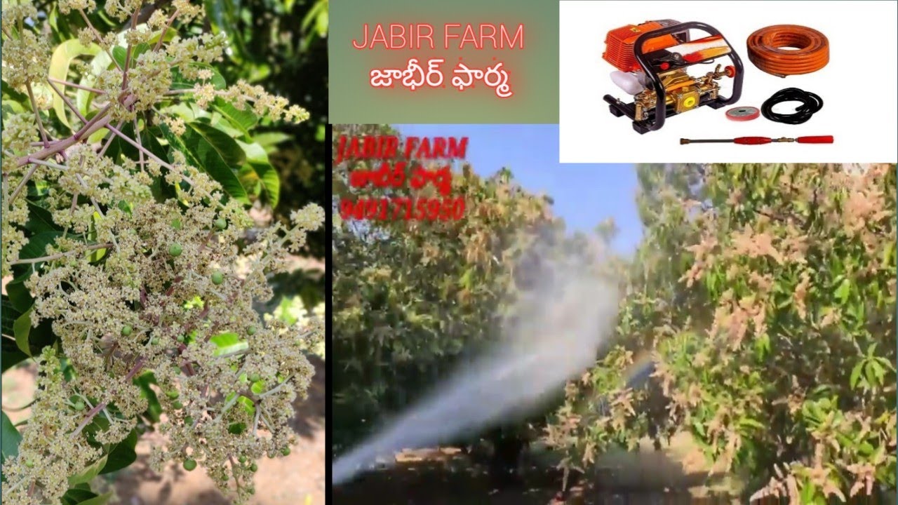 jabir farm, mango farming,మామిడి పిందె దశలో ఏవిధంగా జాగ్రత్తలు తీసుకోవాలి,mango spraying.