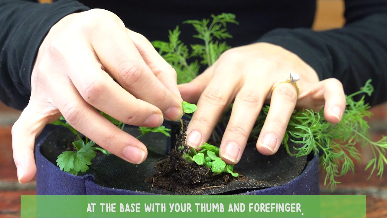 How to Thin Basil Seedlings to Maximize Yield