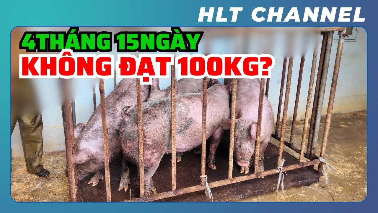 Đàn Lợn Tôi Nuôi 4 Tháng 15 Ngày Không Đạt Nổi 100kg? | Xuất Chuồng Đàn Lợn Giá Bao Nhiêu?