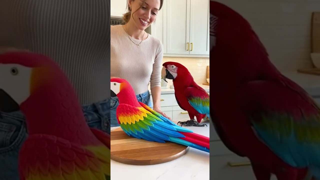 Cat Takes a Ride on a Robot Vacuum! 😹