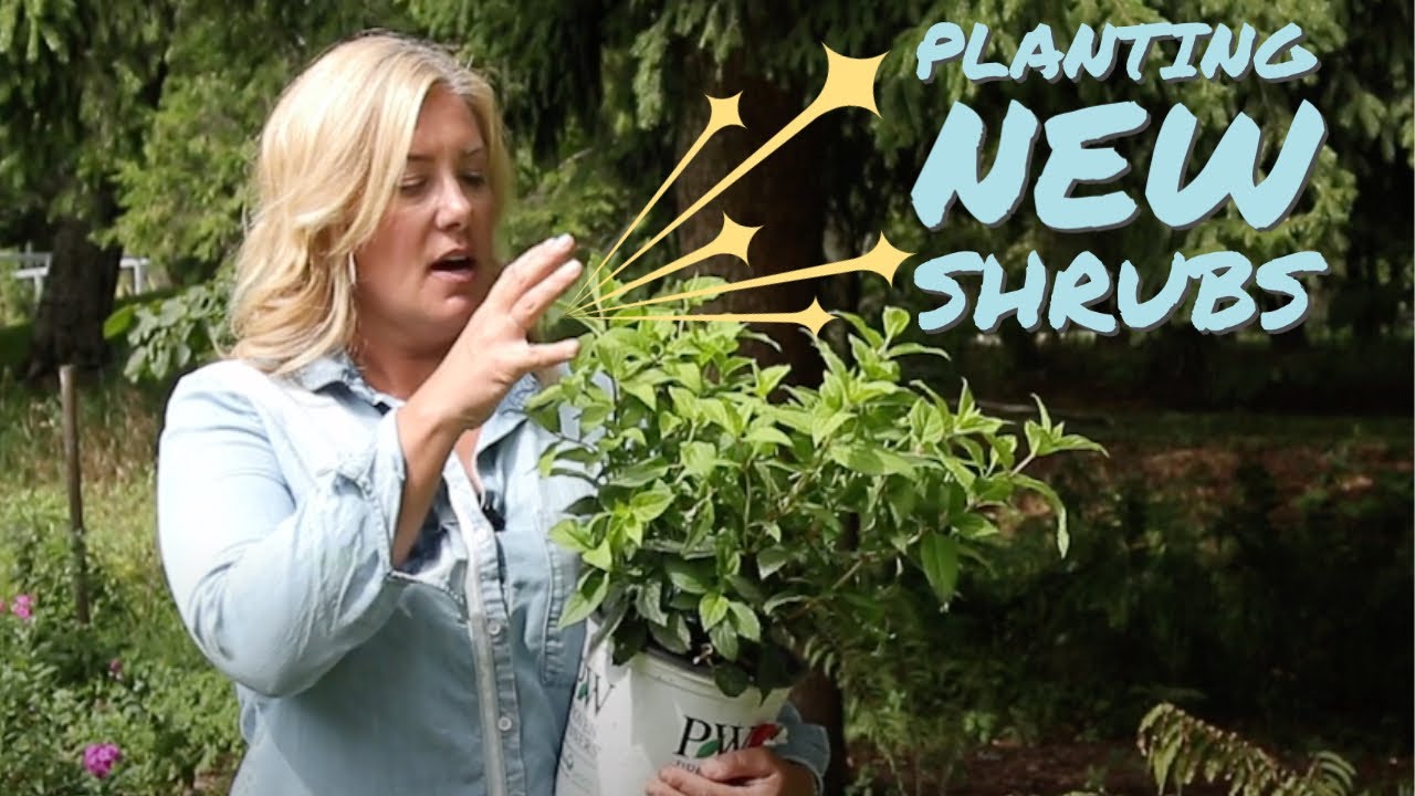 Planting new shrubs | It's a great time to plant!
