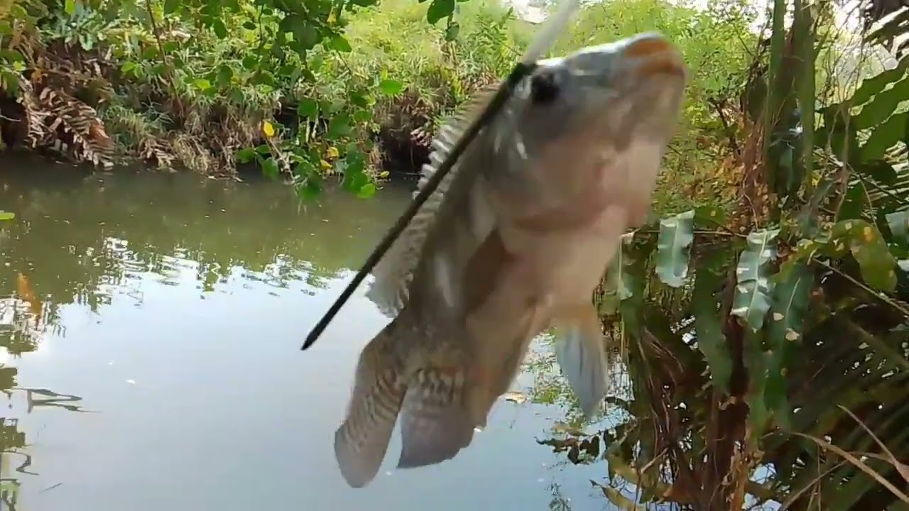 Nag lalakihang bulig ayos!!!#ALVARANFISHHUNTER/tiksay fishing!!!