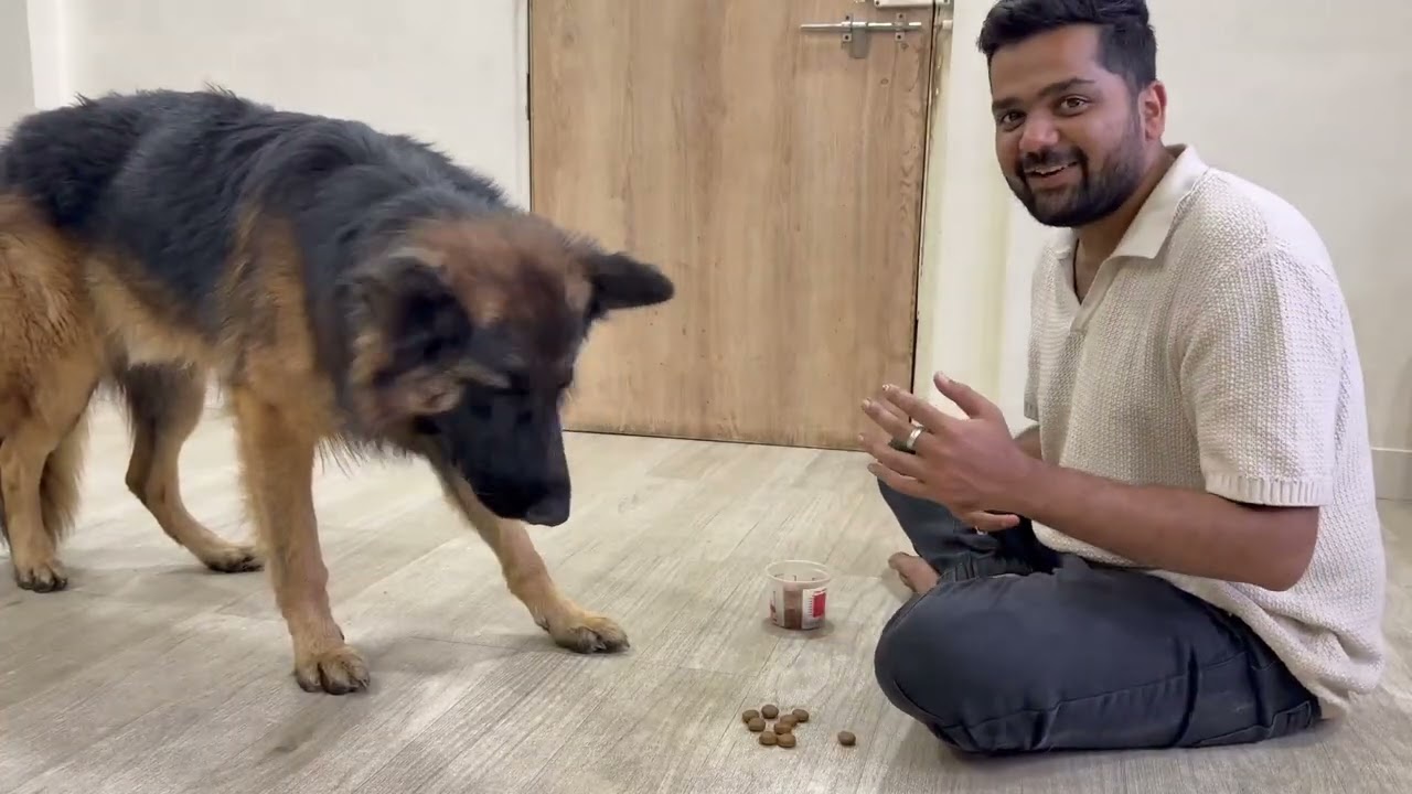 Dog training: Gsd Training implied stay : Itachi’s Training before meal #Itachigsd #gsd #gsds 