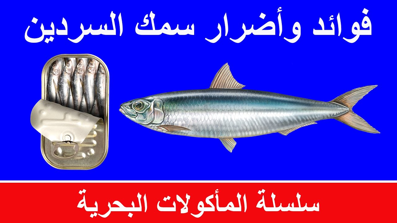 فوائد سمك السردين للسكري والسمنة | الفوائد الصحية  للسردين | هل يصلح السمك لمريض السكري؟
