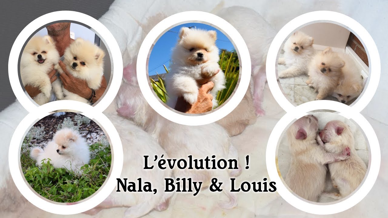 L’ÉVOLUTION DES CHIOTS DE KIKO & KIRA♡ ┆ Spitz nain