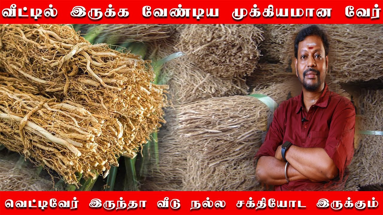 வெட்டிவேர் வீட்டில் வச்சா என்ன ஆகும் தெரியுமா | வீட்டில் வைக்க வேண்டிய முருக்கியமான வேர் |வெட்டிவேர்