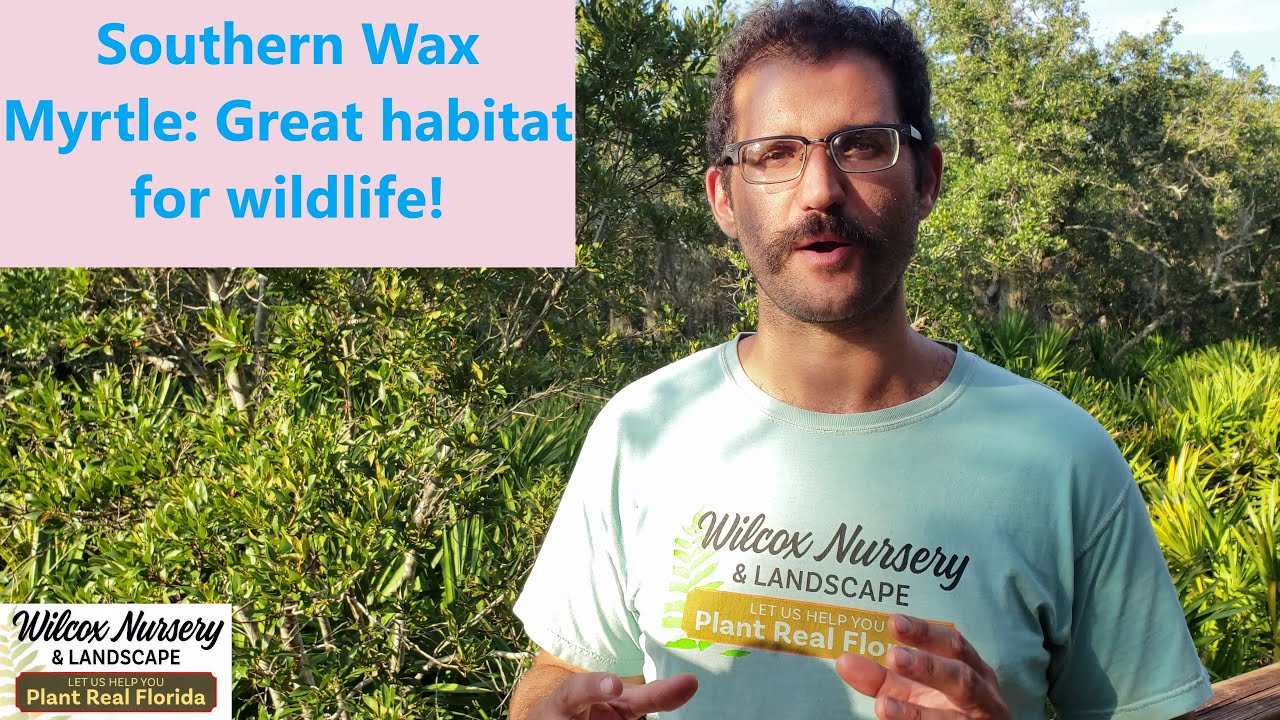 Florida Native Plants: Wax Myrtle