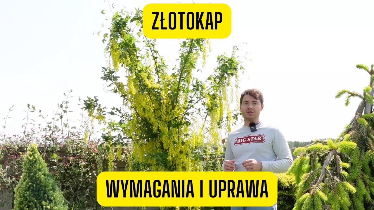Złotokap – jak uprawiać złoty deszcz w ogrodzie (Roślina o pięknych żółtych kwiatach)