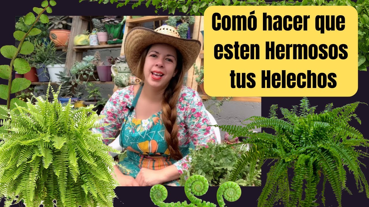 Mantén tus Helechos hermosos o recupera los que se pusieron feos con estos secretos