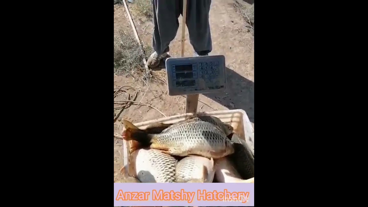 Common carp fish harvesting #shorts