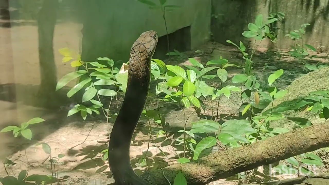 King Cobra 🪱#kitten #shortsvideo #cat 