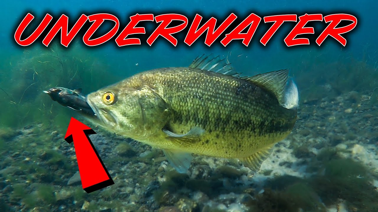 ** UNDERWATER Bass Fishing ** Spring Fishing Tips and Spawning Bass!
