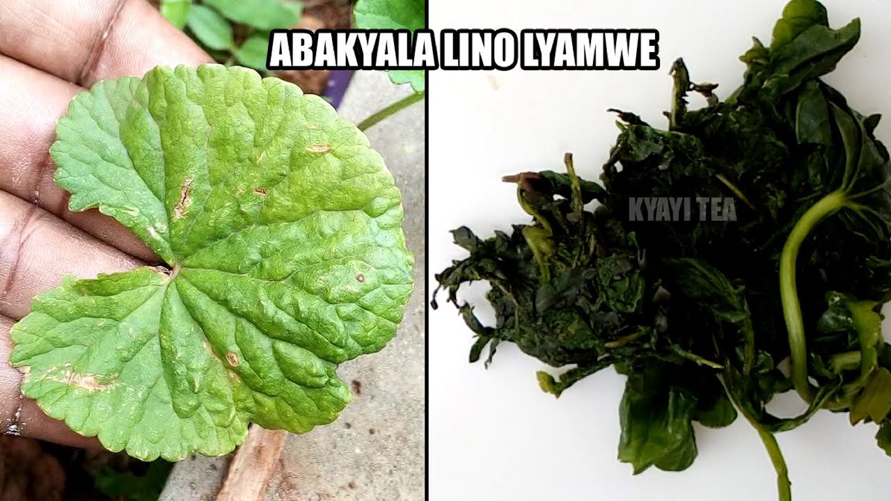 Okusika Omusino oba Akajanjalo ne Nfuli Eddagala Lirino