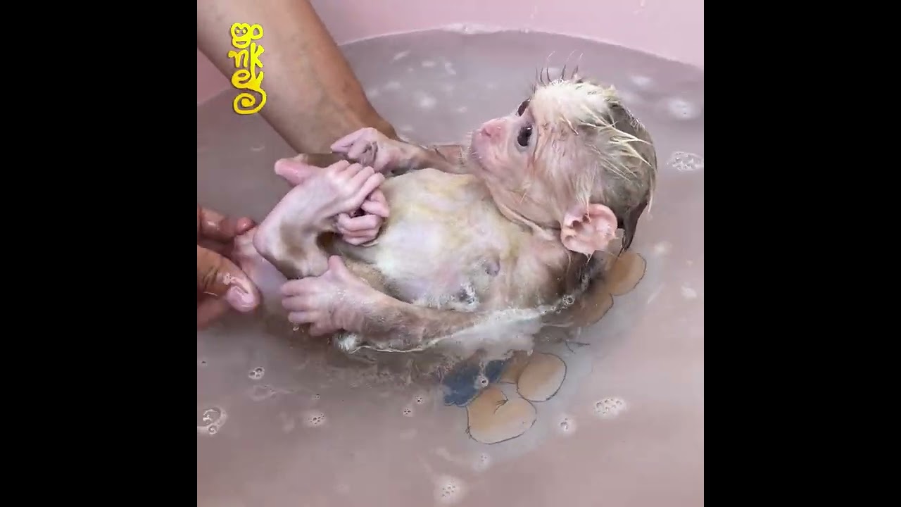 Monkey Abi Enjoyed Mom's Long Bath