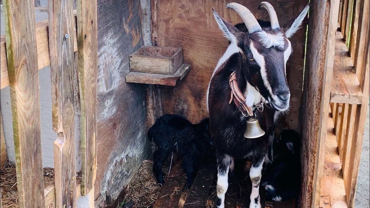 Mostrando o Casal de Cabritos que Compramos e os Cabritinhos da Borboleta 