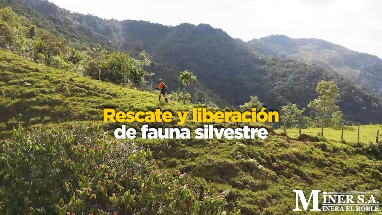 Liberaciones y rescates de fauna silvestre